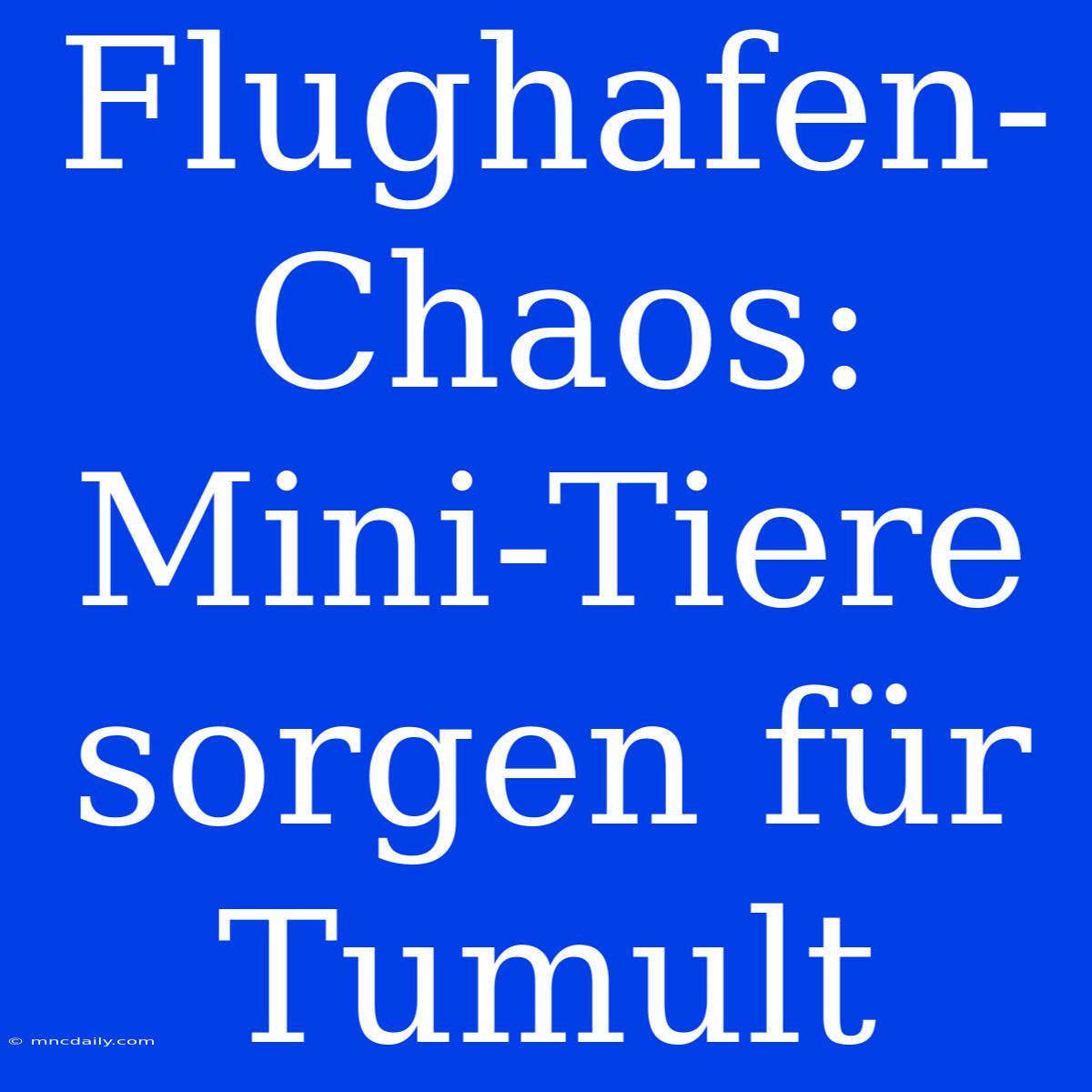 Flughafen-Chaos: Mini-Tiere Sorgen Für Tumult