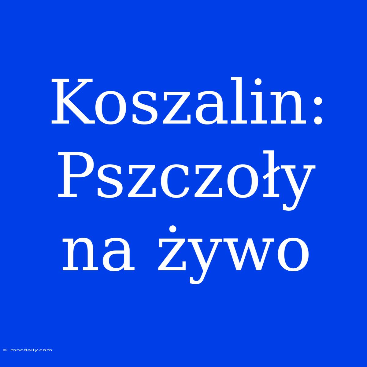 Koszalin: Pszczoły Na Żywo