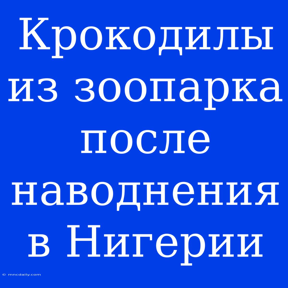 Крокодилы Из Зоопарка После Наводнения В Нигерии