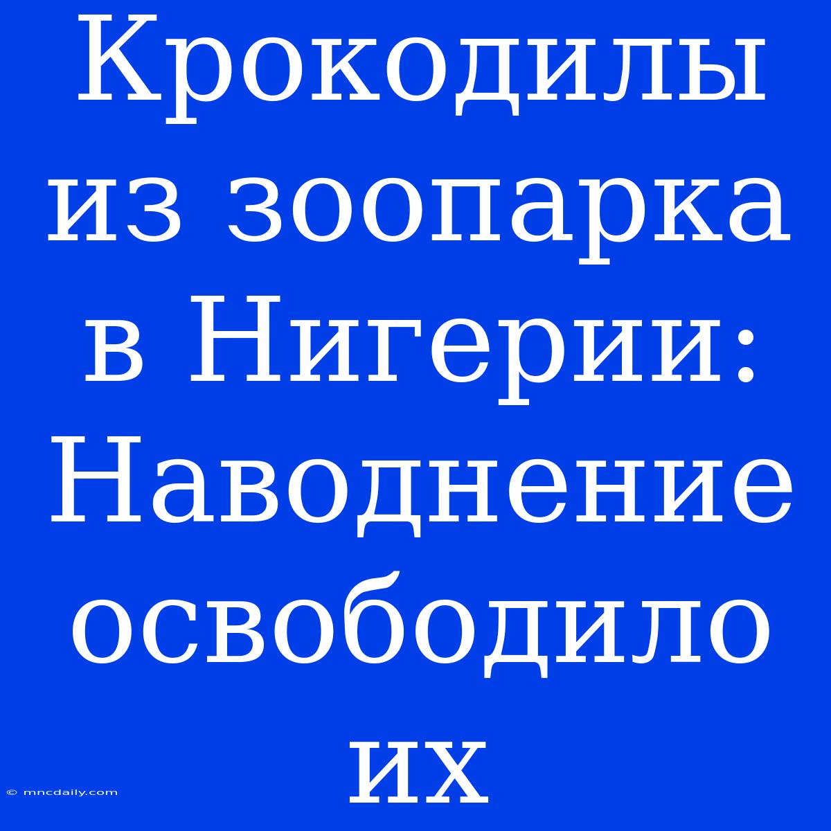 Крокодилы Из Зоопарка В Нигерии: Наводнение Освободило Их