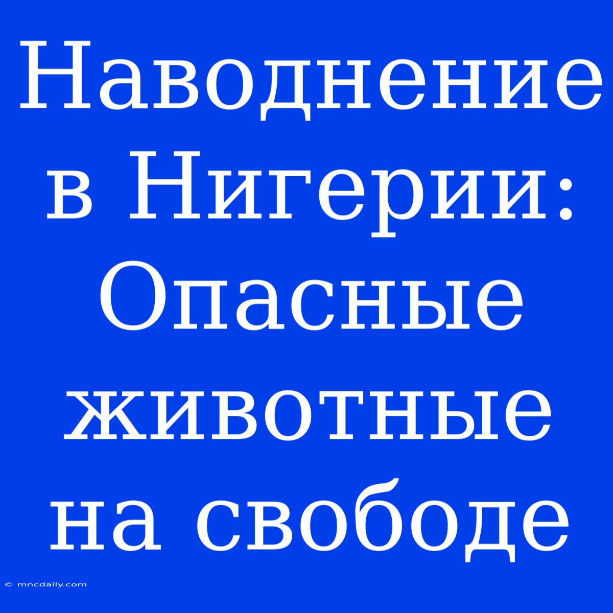 Наводнение В Нигерии: Опасные Животные На Свободе