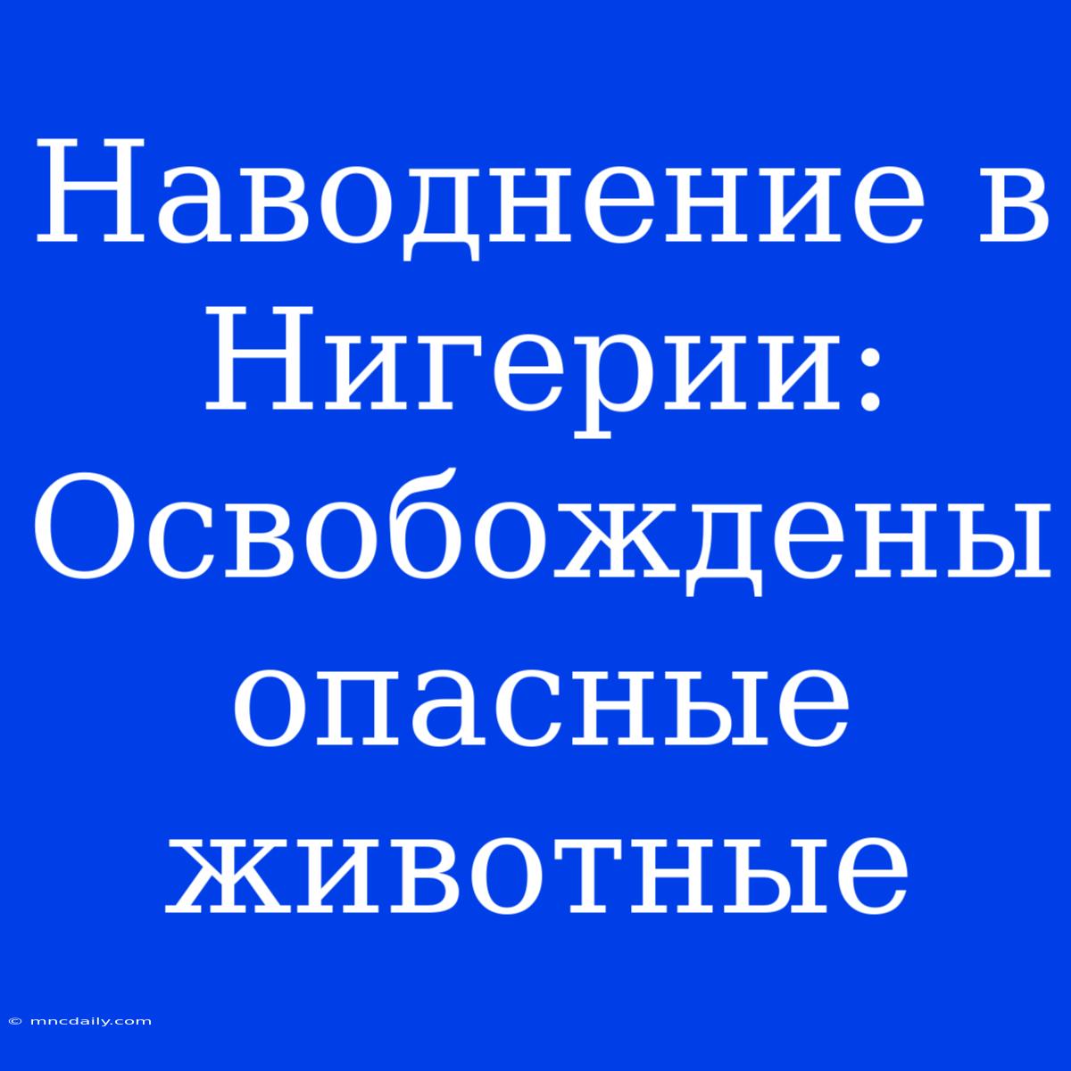 Наводнение В Нигерии: Освобождены Опасные Животные