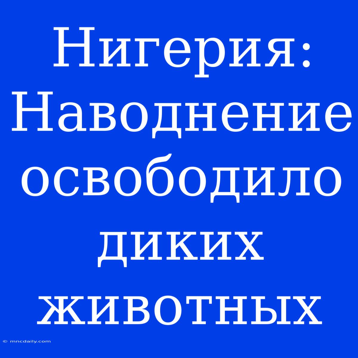 Нигерия: Наводнение Освободило Диких Животных