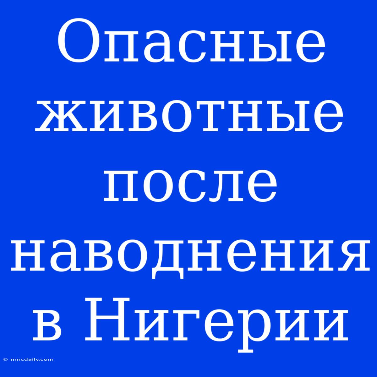 Опасные Животные После Наводнения В Нигерии