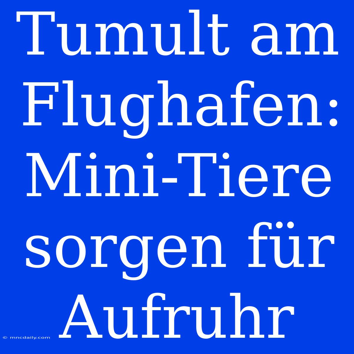 Tumult Am Flughafen: Mini-Tiere Sorgen Für Aufruhr 